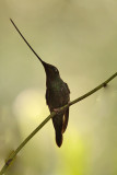 Sword billed Hummingbird