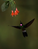 Tourmaline Sunangel