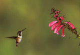 White Bellied Woodstar