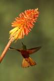 Chestnut breasted Cornet