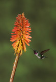 White Bellied Woodstar
