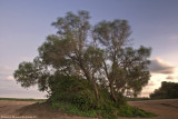 TREE, 20 Sec. Exposure