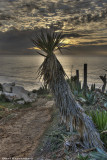 Cactus on Sunset