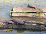 Japanese turtles. They breathe fire and can kick Godzilla's butt.