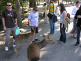 Nara is FAMOUS for its deer. They're EVERYWHERE in this big park and around the temple, and vendors sell cookies to feed them.