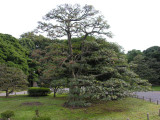 It is a LOT of work to keep all of these trees looking like this.
