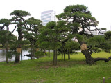 More trees, painstakingly manicured.