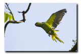 Parakeet - Chinatamani Kar, Kolkata