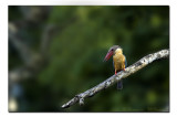 Stork Billed KF - Dooars