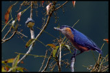 Chestnut bellied Nuthatch
