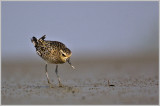 Golden Plover