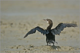 Cormorant