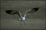 Brown headed gull