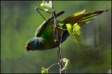 Rose ringed parakeets