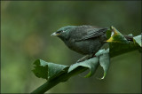 Jungle Babbler