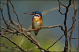 Common KF - Purbasthali