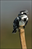 Pied KF - Purbasthali