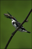 Pied KF Catch2 - Purbasthali