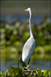 Great Egret - Purbasthali