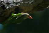 Lineated barbet