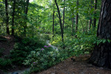 Duke Gardens