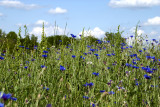 Wildflower bouquet