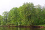 Gauja