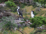 5 Dec 07 - 2 shags guarding a nest - note the young one!