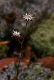 Still blooming even after a harsh winter...
