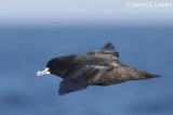 White-chinned Petrel