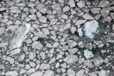 LeConte Glacier: 'Bergie Bits' From Calving Glacier (Stikine042809--_324.jpg)