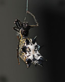 Jeweled Spider (about 5/16 wide, 6mm)