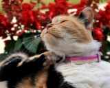 Scratching her itch