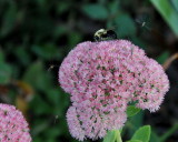 Bumble bee and friends