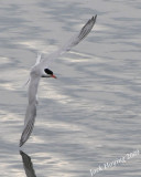 A turning Tern