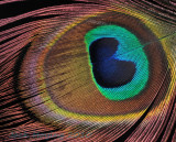 Peacock Eye