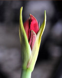 Indoor plant ready to bloom