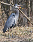 Squawking Heron