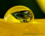 Daffodil macro