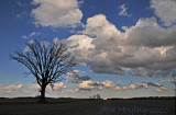Solitary Tree