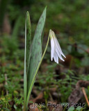 Trout Lily