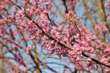 Redbuds in full bloom