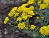 Yellow blooms