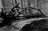 Upturned Roots
