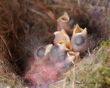 Six tiny but hungry Chickadees