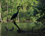 Kayak view of a Heron