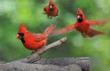 Cardinal Montage