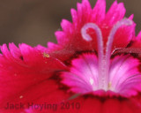 Tiny aphid on bloom