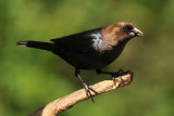 Cowbird