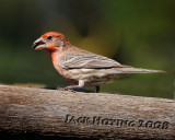 House Finch ( Carpodacus mexicanus , male )